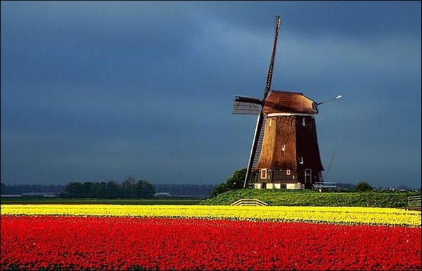 hoa tulip Hà Lan Du lịch về các edgee02
