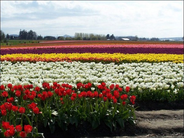 hoa tulip Hà Lan Du lịch về các edgee03