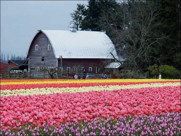 hoa tulip Hà Lan Du lịch về các edgee05
