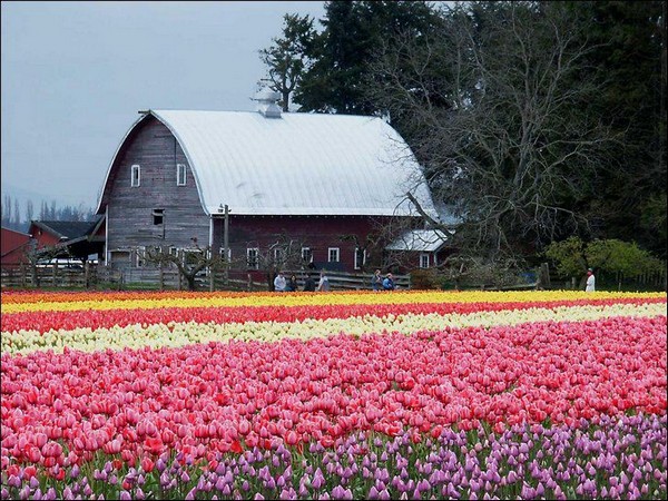 hoa tulip Hà Lan Du lịch về các edgee05