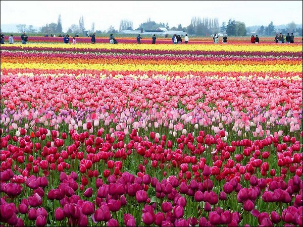 hoa tulip Hà Lan Du lịch về các edgee06