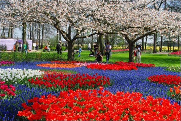hoa tulip Hà Lan Du lịch về các edgee09