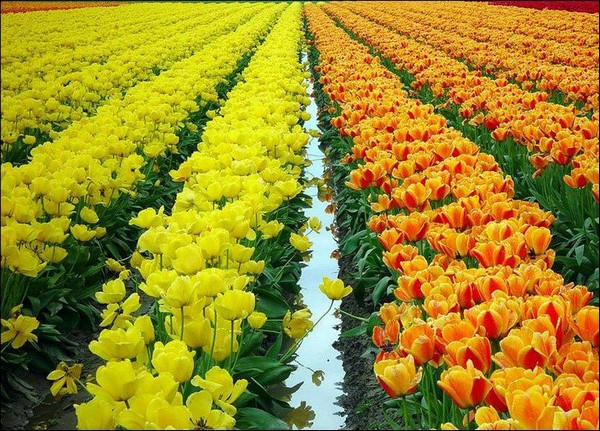 hoa tulip Hà Lan Du lịch về các edgee12