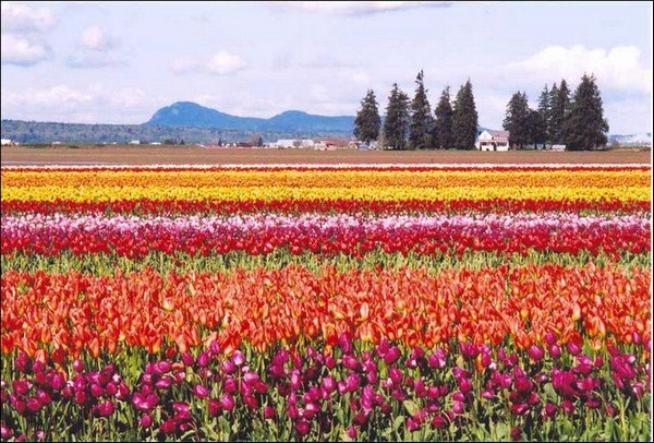 hoa tulip Hà Lan Du lịch về các edgee13
