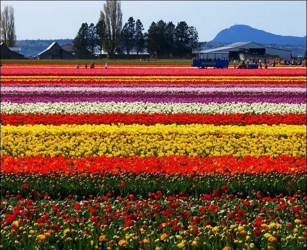 hoa tulip Hà Lan Du lịch về các edgee16