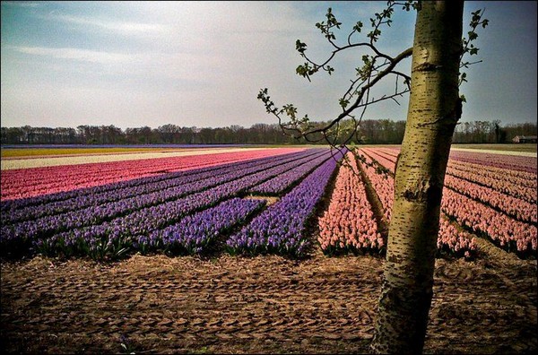 hoa tulip Hà Lan Du lịch về các edgee17