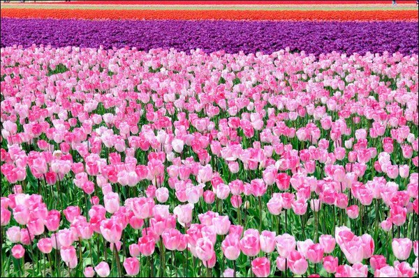 hoa tulip Hà Lan Du lịch về các edgee18