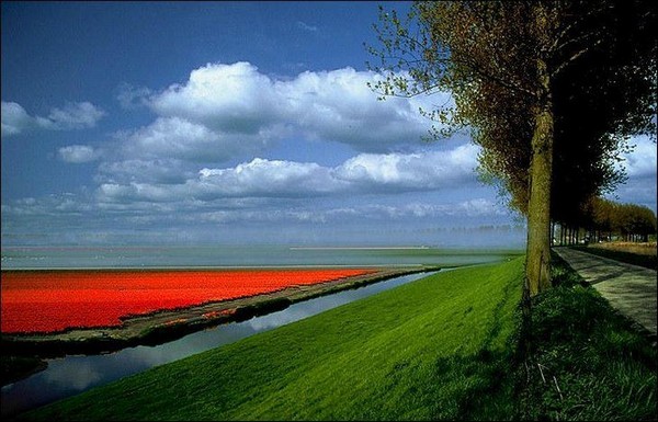 hoa tulip Hà Lan Du lịch về các edgee19