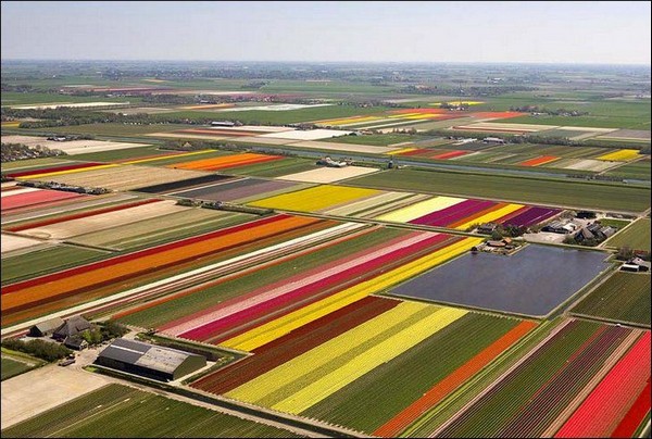 hoa tulip Hà Lan Du lịch trên edgee20