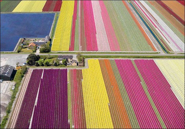 hoa tulip Hà Lan Du lịch về các edgee21