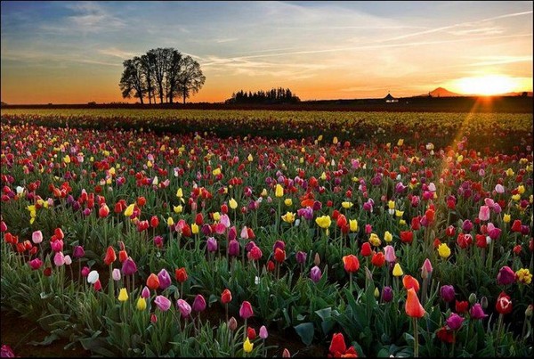 hoa tulip Hà Lan Du lịch về các edgee22