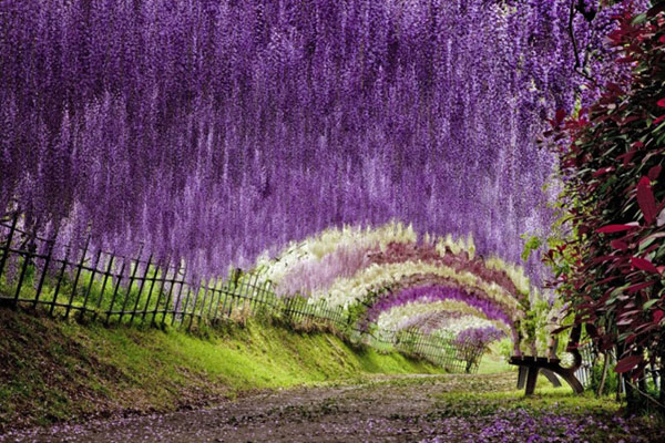 kawachi-fuji-garden-kitakyu