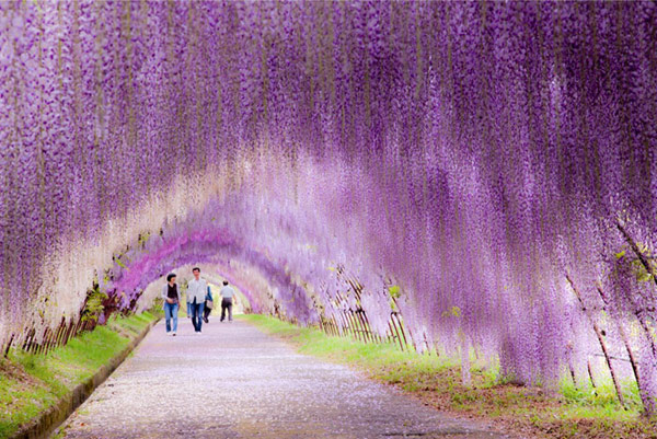 kawachi-fuji-garden-tunnel