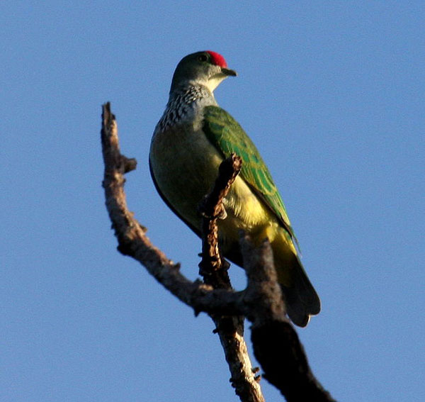 635px-Manycoloured_fruitdove_fem_bobbys